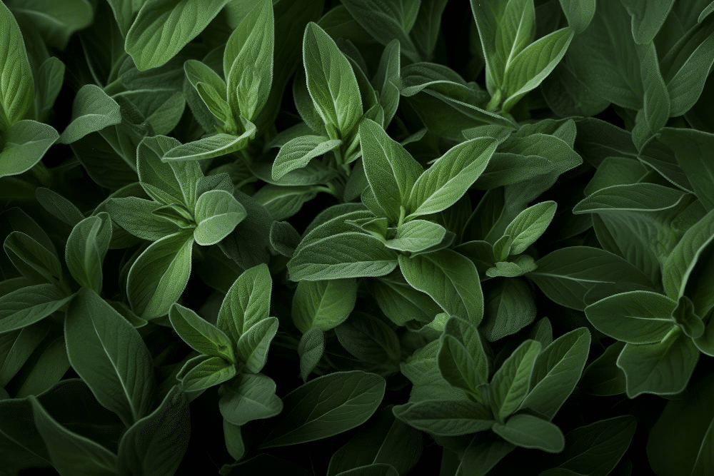 What is Sage Cleansing?