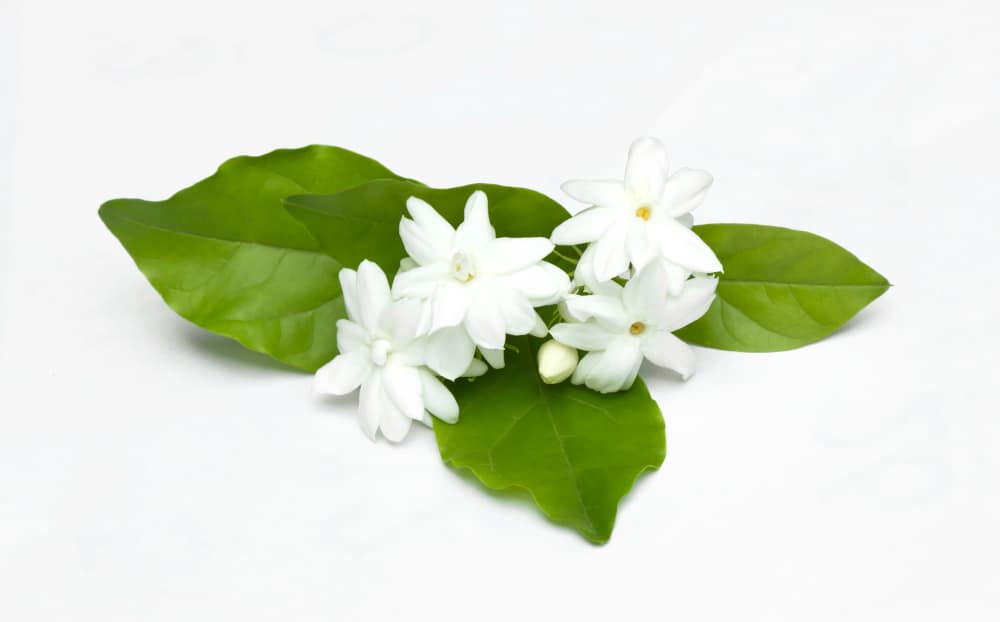 white-jasmine-flowers